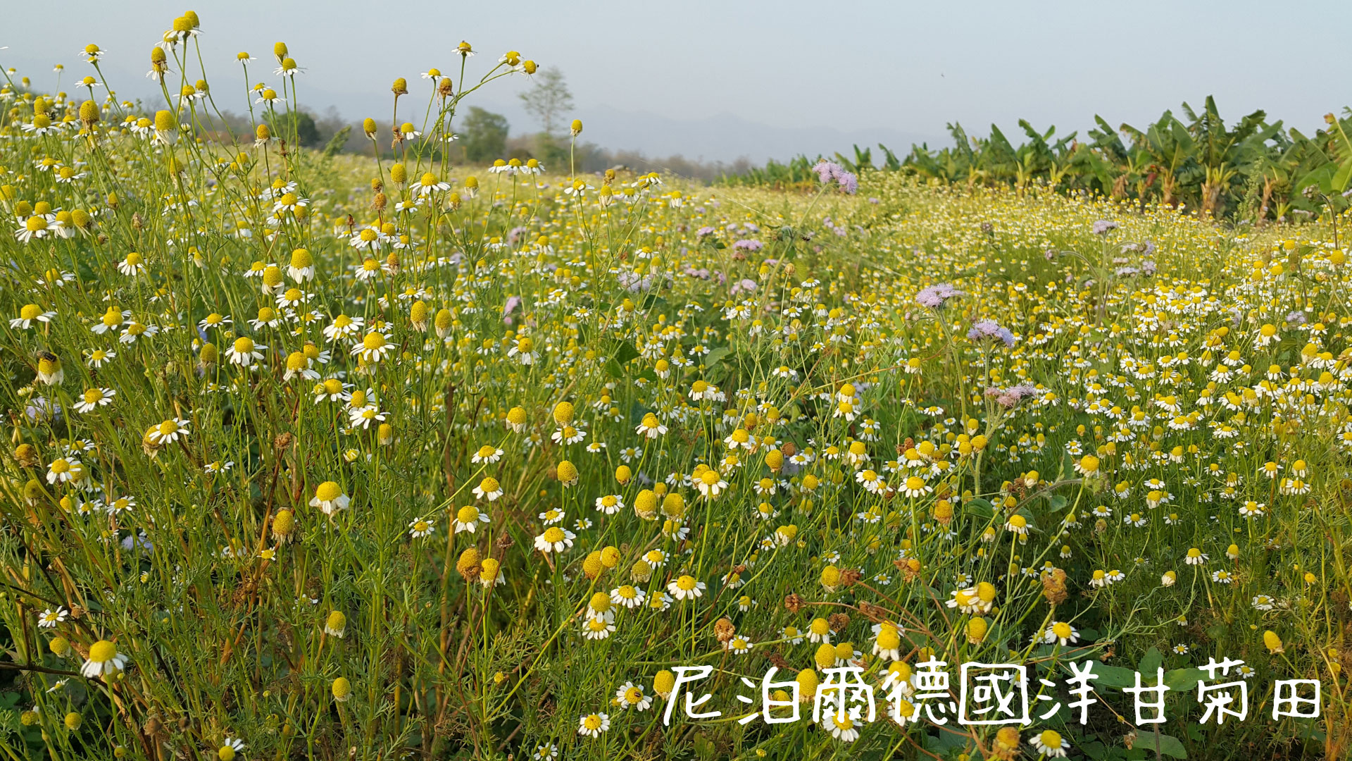 Banner-Chamomile