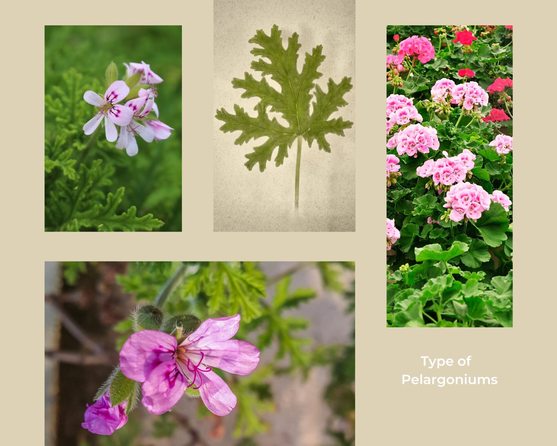 露兜樹岩蘭草精油 Kewda in Vetivert Essential oil 產地：印度