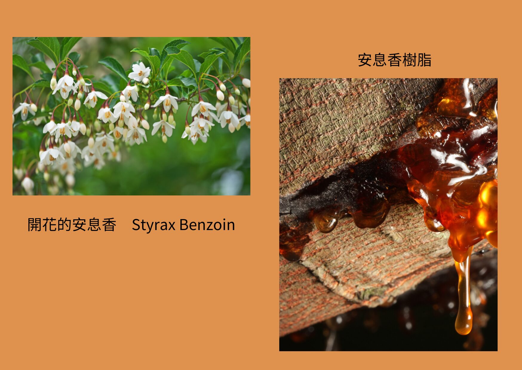 露兜樹岩蘭草精油 Kewda in Vetivert Essential oil 產地：印度
