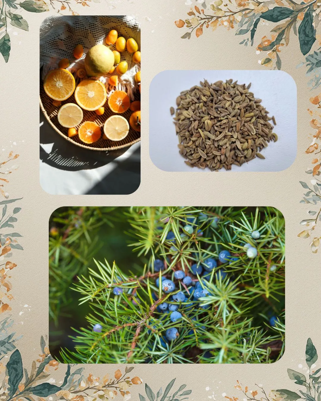 露兜樹岩蘭草精油 Kewda in Vetivert Essential oil 產地：印度